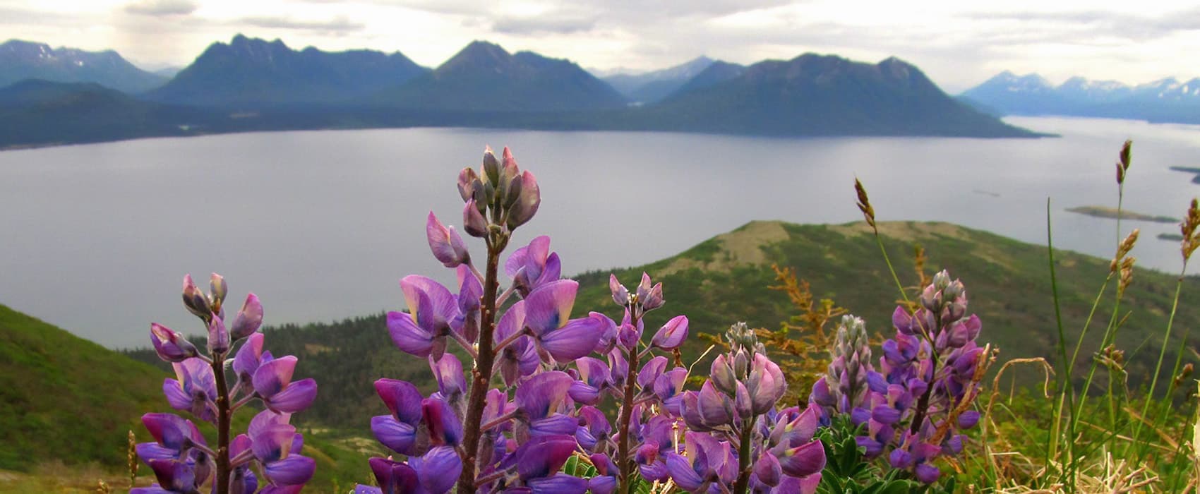 Purple lupines in the foreground with a serene lake and mountain landscape in the background.